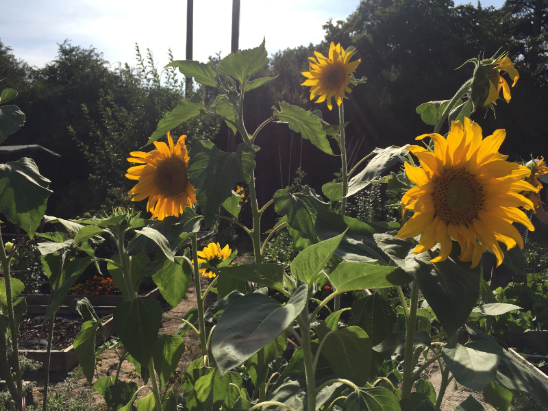 A photograph of the gorgeous Sunflowers on the allotment last year