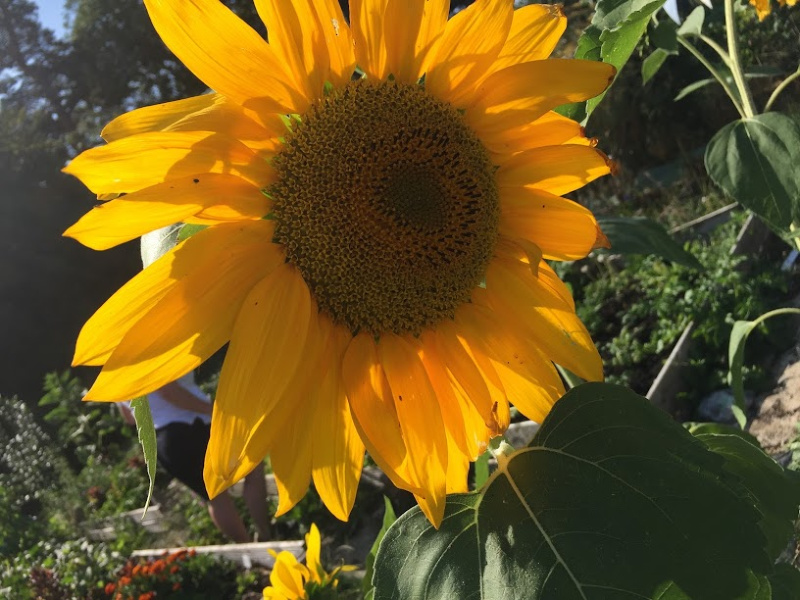 A close up photograph of the gorgeous Sunflowers on the allotment last year