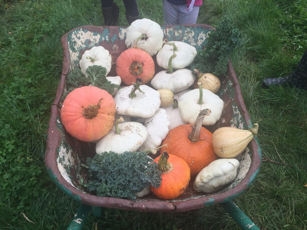 Pumpkin harvest from our allotment.