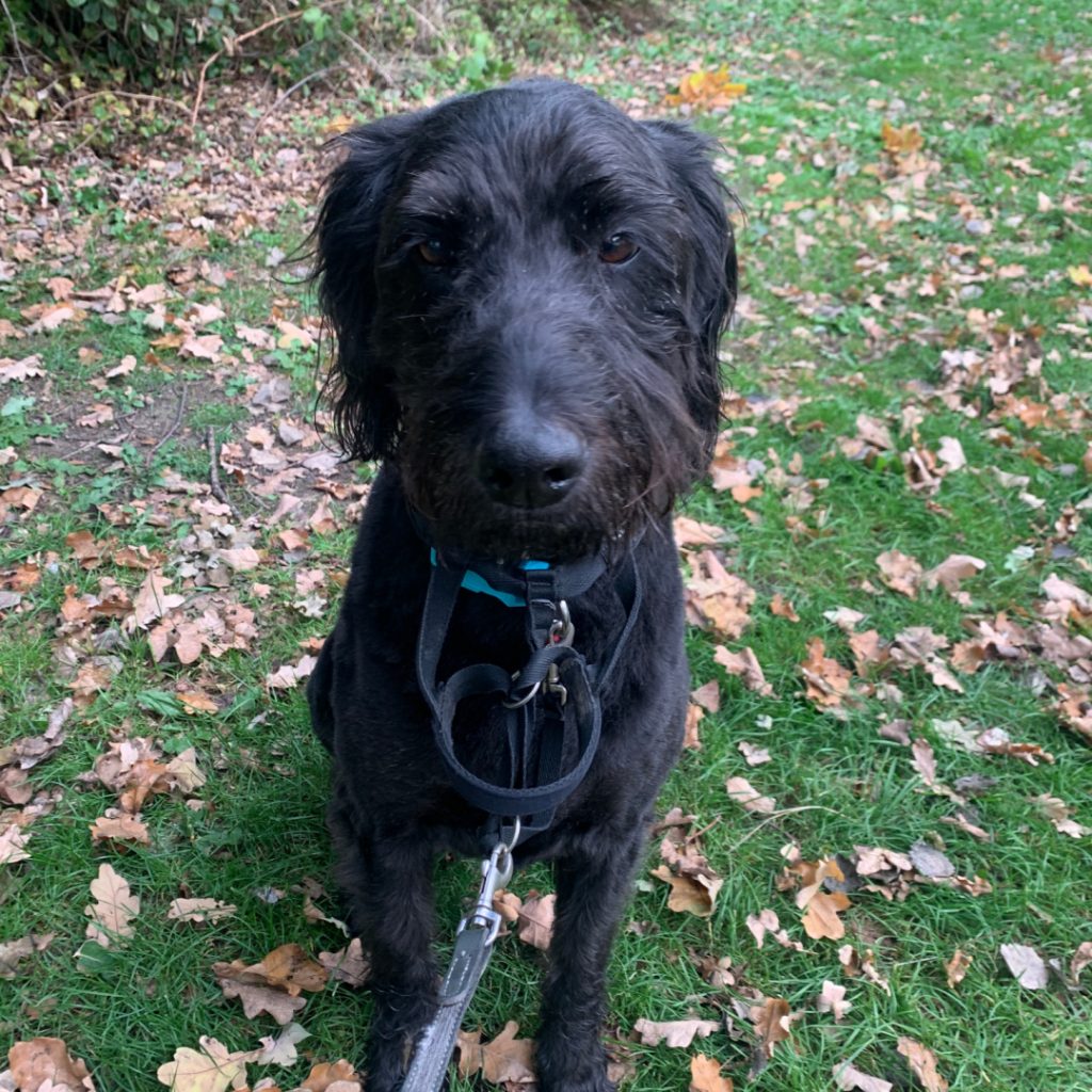 Dog in the Autumn leaves